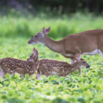 How Far Do Deer Travel? Daily and Seasonal Home Ranges