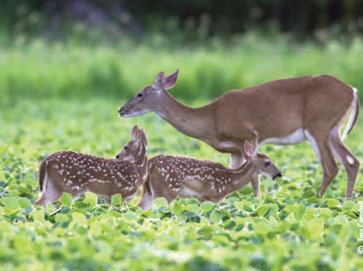 How Far Do Deer Travel? Daily and Seasonal Home Ranges