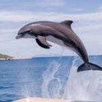 Dolfier: The Next Big Thing in the Industry Field